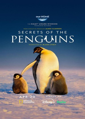 企鹅之谜/Secrets of the Penguins.第一季全3集